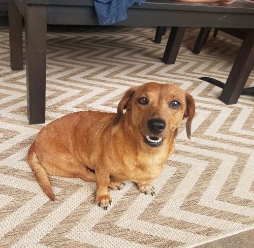 Bitsy (formerly Devlin)