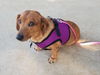 Bitsy (formerly Devlin)
