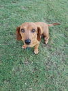 Bitsy (formerly Devlin)