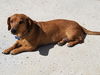 Bitsy (formerly Devlin)