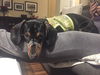 Reuben