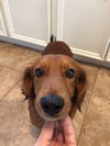 Rusty