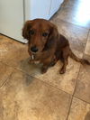 Rusty