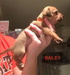 Bailey