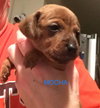 Mocha