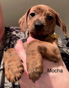 Mocha