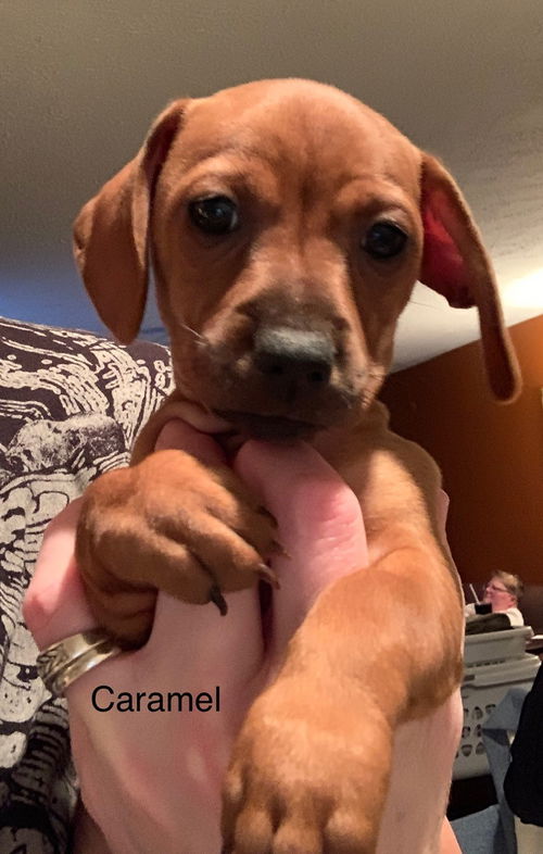 Caramel