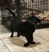 Comet