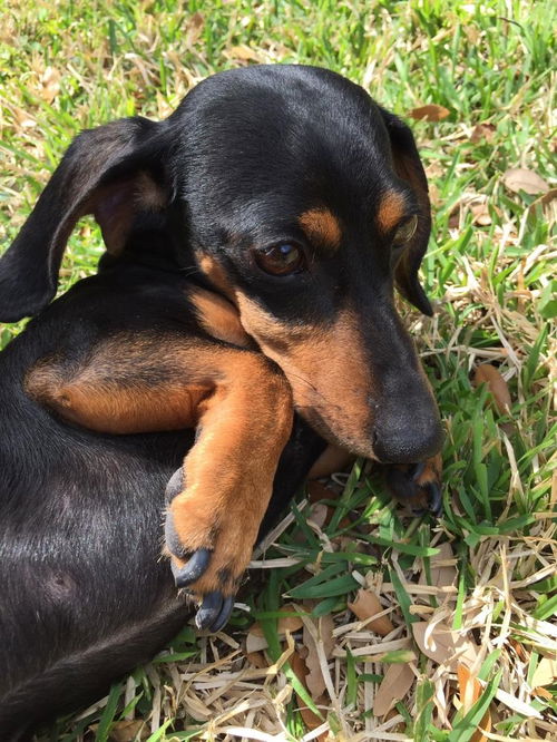 Little Scooter
