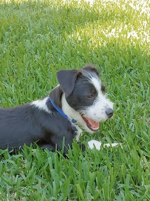Bugsy
