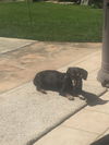 Augie