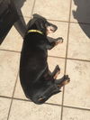 Augie