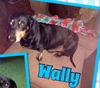 Wally