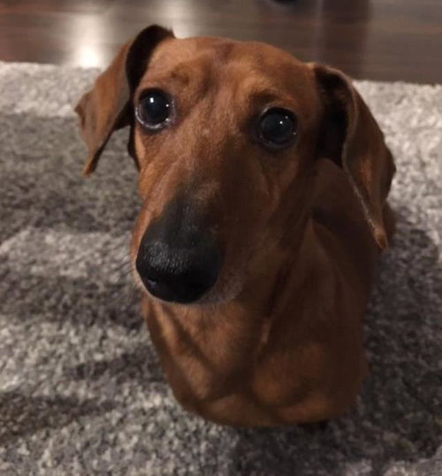Buddy Boo