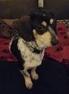 Loki