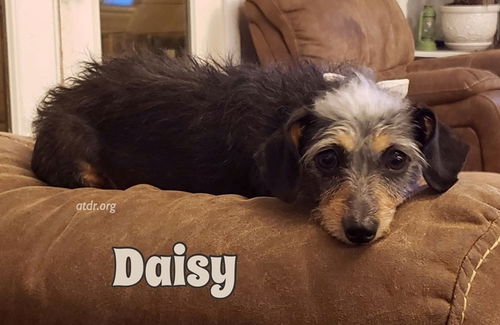 Daisy