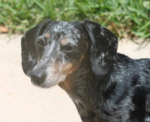 Lilly