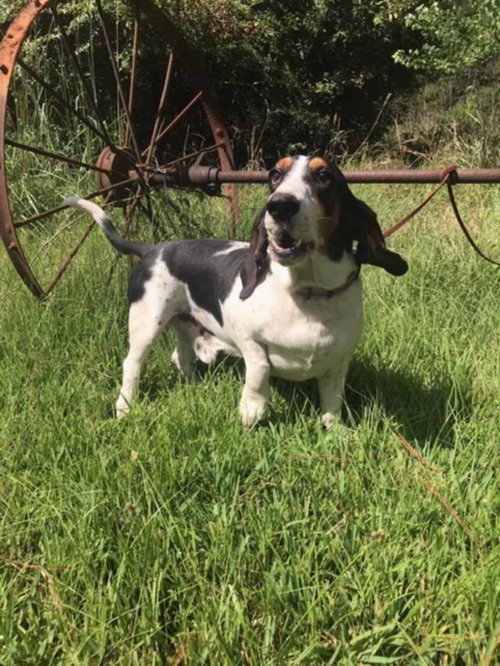 Buddy the Basset