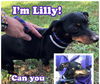 Lilly