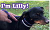 Lilly