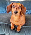 Libby