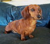 Libby