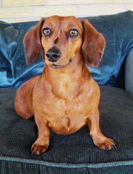 Libby