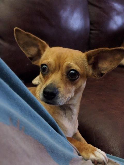 Butters aka Buttercup
