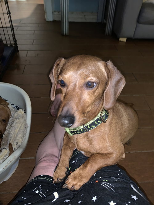 Junior