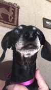 Magnolia aka Maggs
