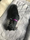 Magnolia aka Maggs
