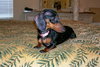 Miss Wiggles