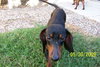 Miss Wiggles