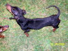 Miss Wiggles