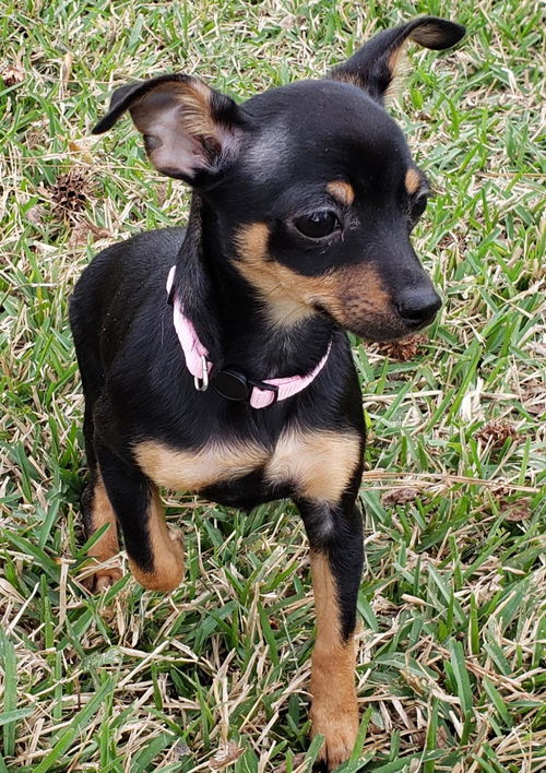 Piper