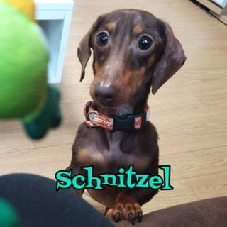 Schnitzel