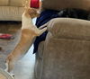 Sheba