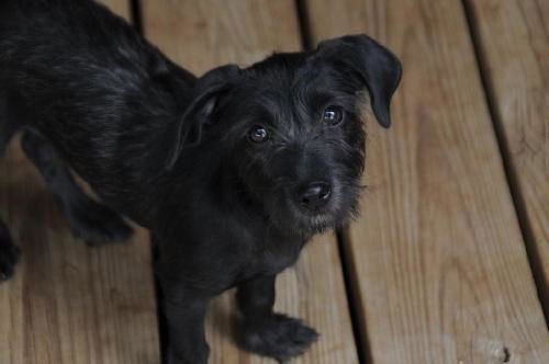Poppy