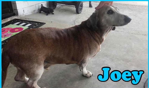 Joey