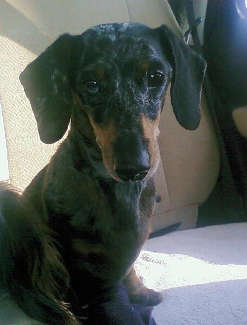 Duke