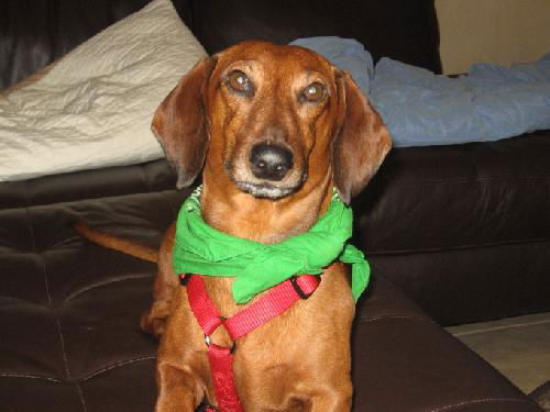 Augie
