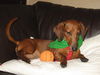 Augie