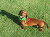 Augie
