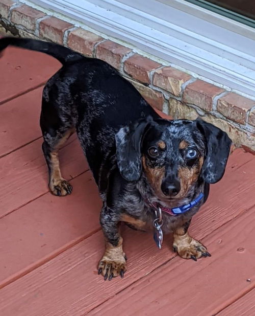Beau