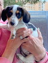 Layla Lou