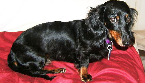 Lexie