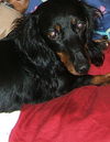 Lexie