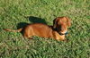 Rusty