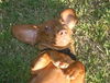 Rusty