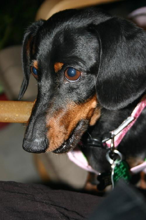 Bella